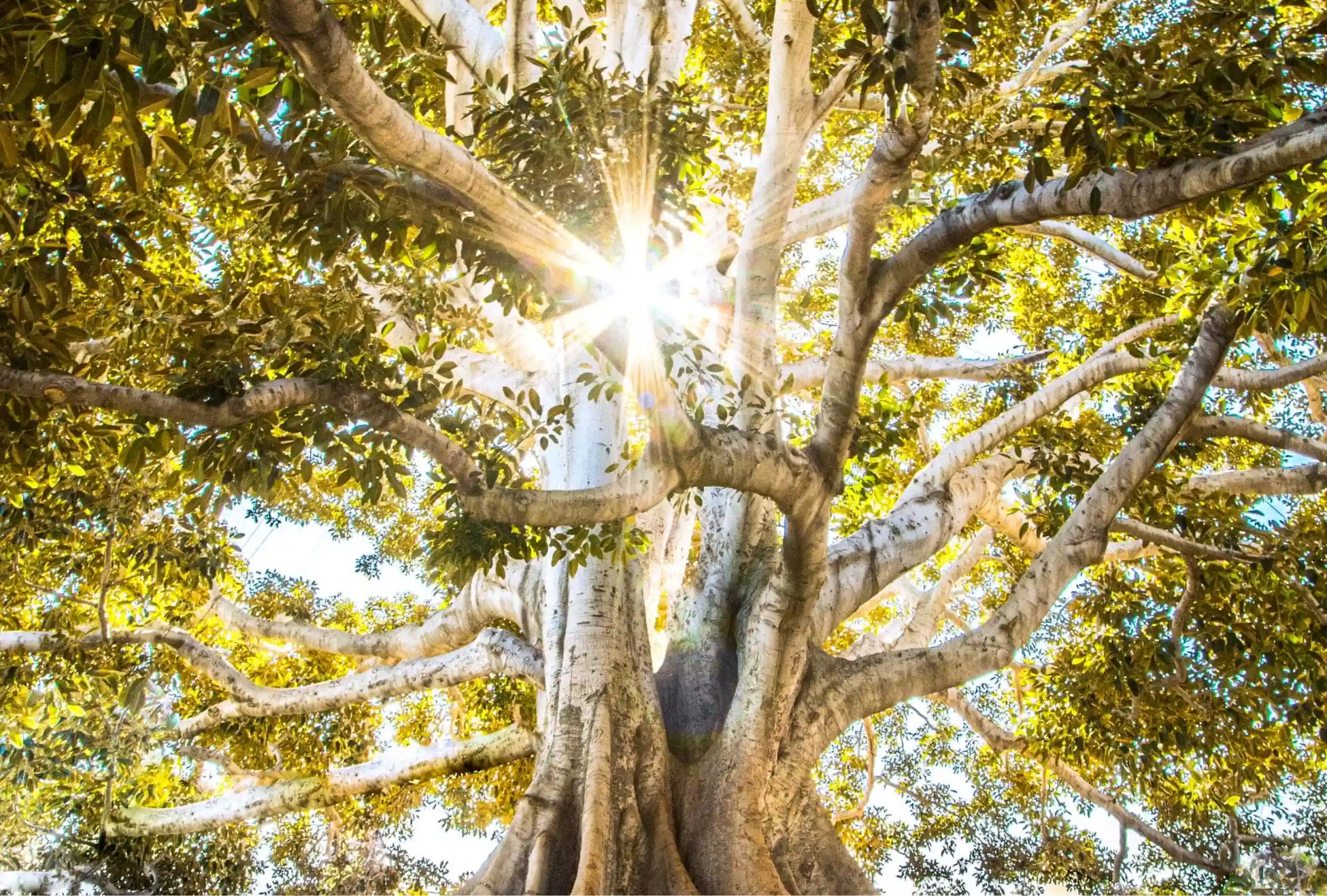 Uitzicht in de boomtoppen van een bos met stralend licht