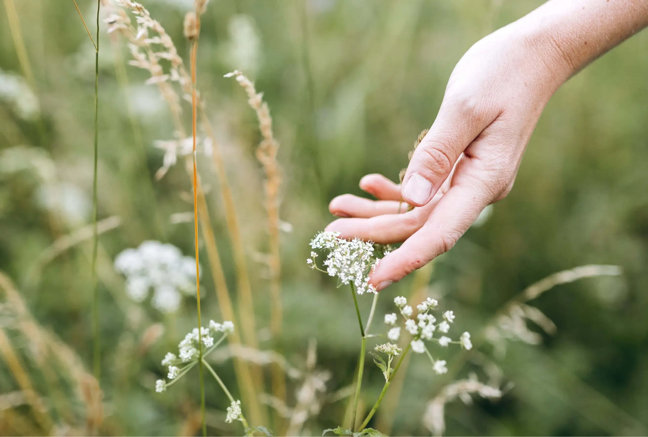 een hand die naar een bloem in een veld reikt
